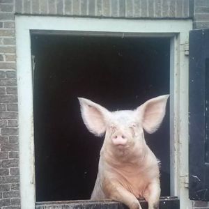 Meet your Posher, Blake